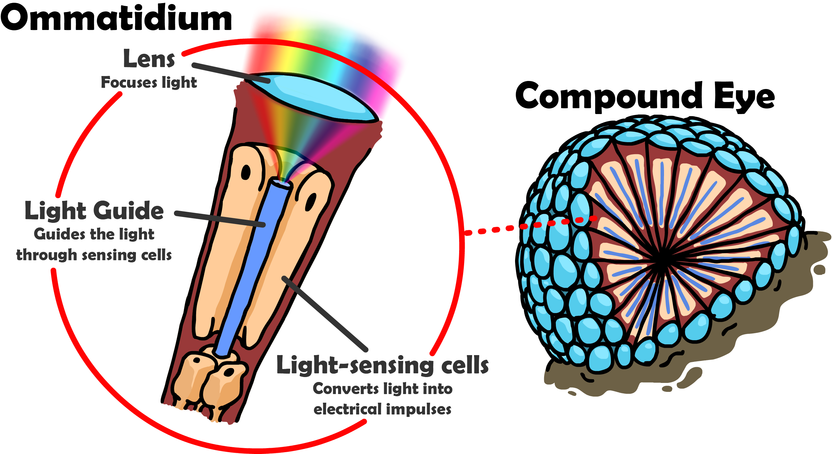 A two-part image of a compound eye (right) and single ommatidium (left)