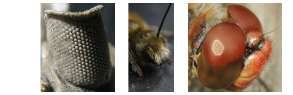 A collage of a number of photos of real-world insect eyes, both extant and extinct